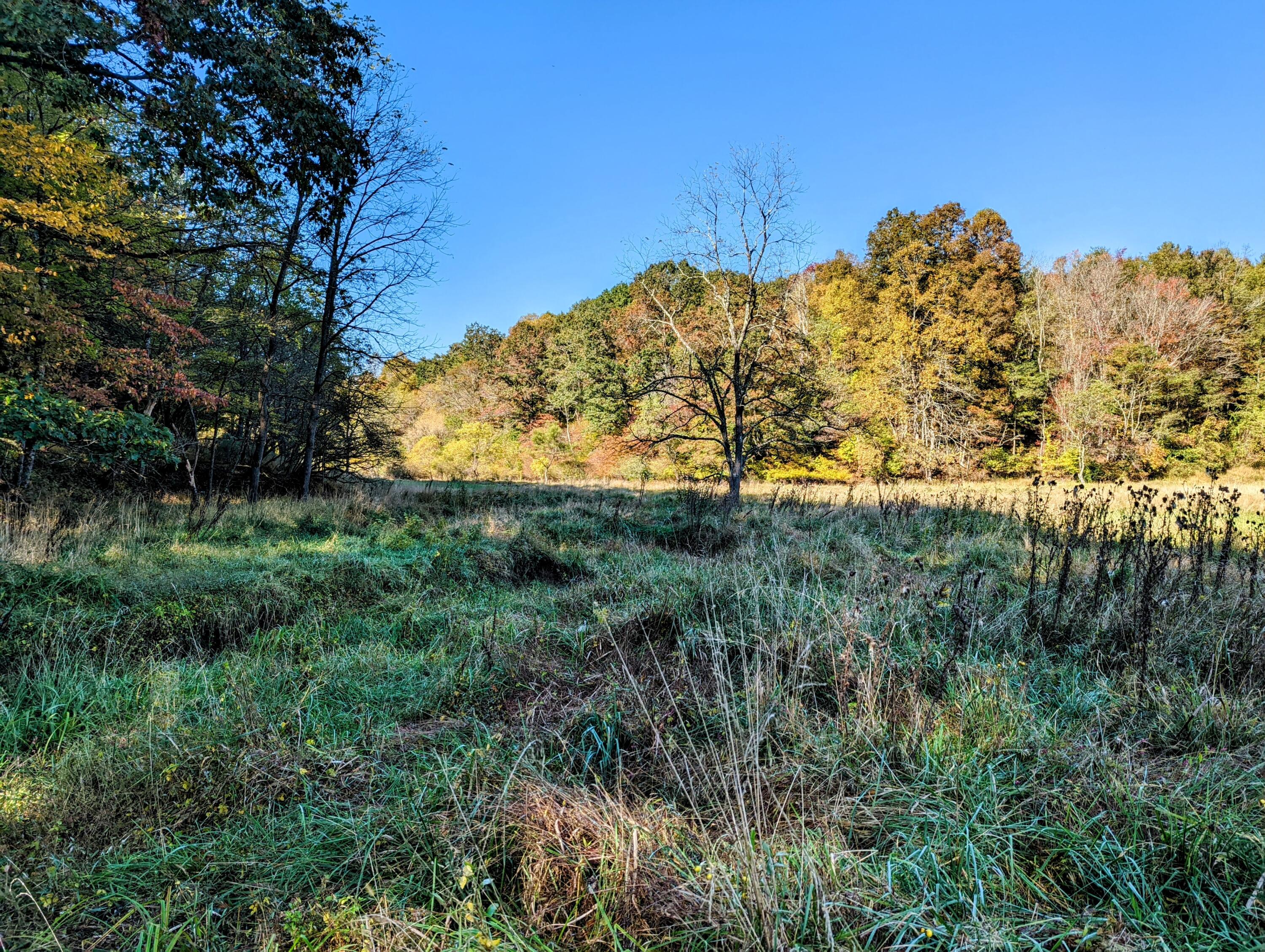 0 Laurel Creek Road Northeast Pilot, VA 24138 - Photo 44 of 53 a view of a garden