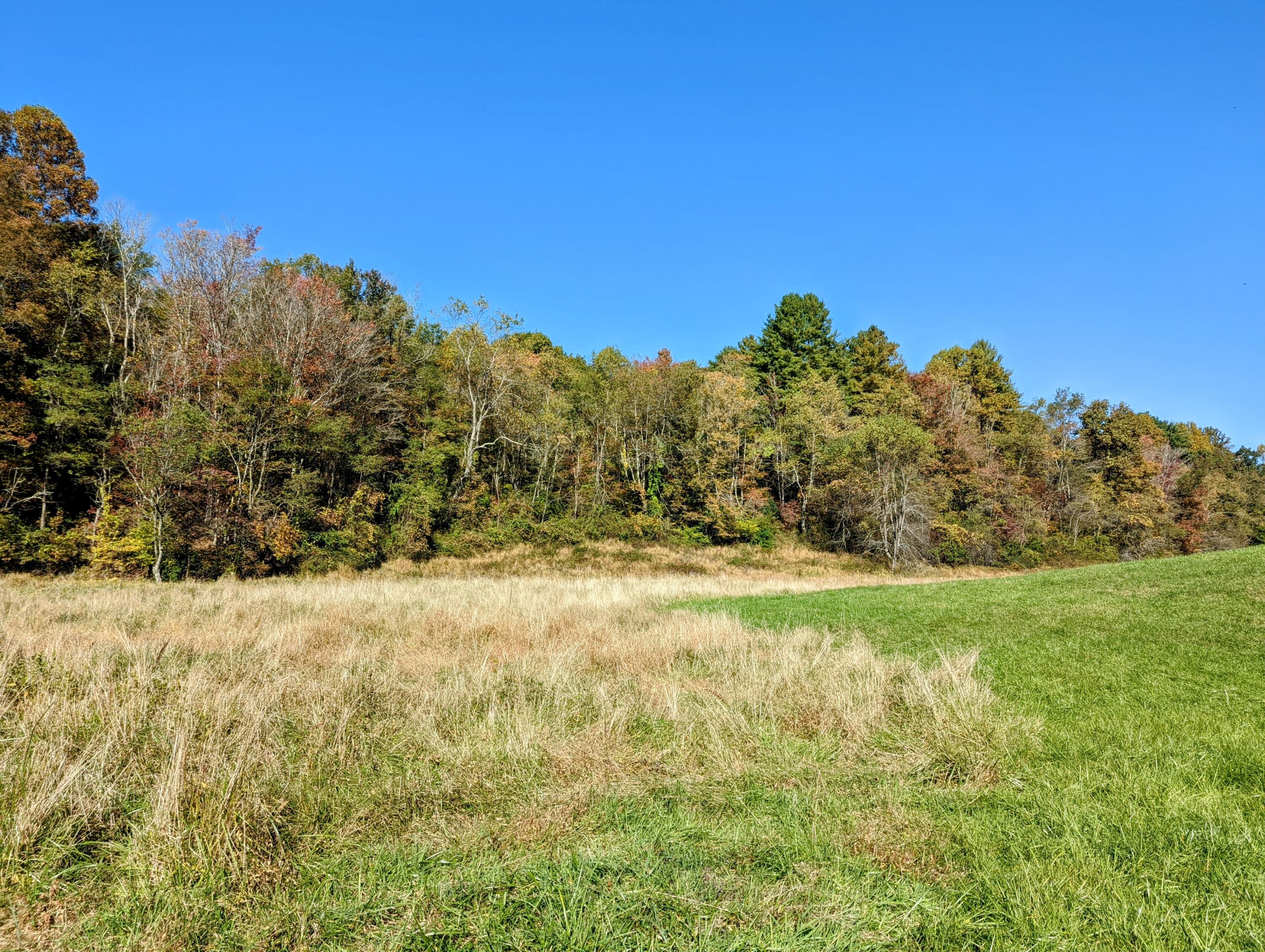 0 Laurel Creek Road Northeast Pilot, VA 24138 - Photo 45 of 53 a view of a yard with a tree
