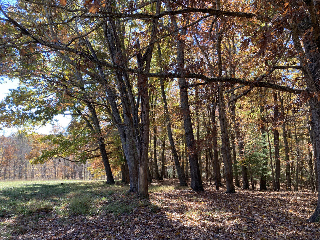 0 Laurel Creek Road Northeast Pilot, VA 24138 - Photo 51 of 53 a view of backyard space