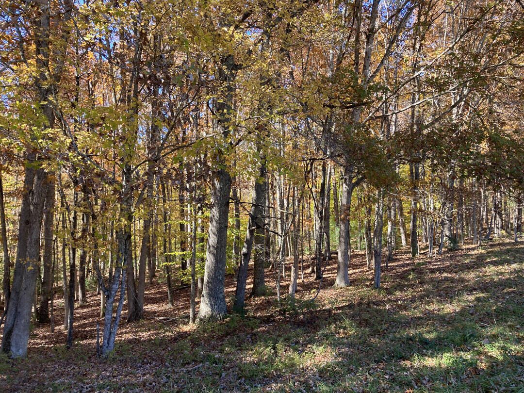 0 Laurel Creek Road Northeast Pilot, VA 24138 - Photo 52 of 53 a view of outdoor space and yard