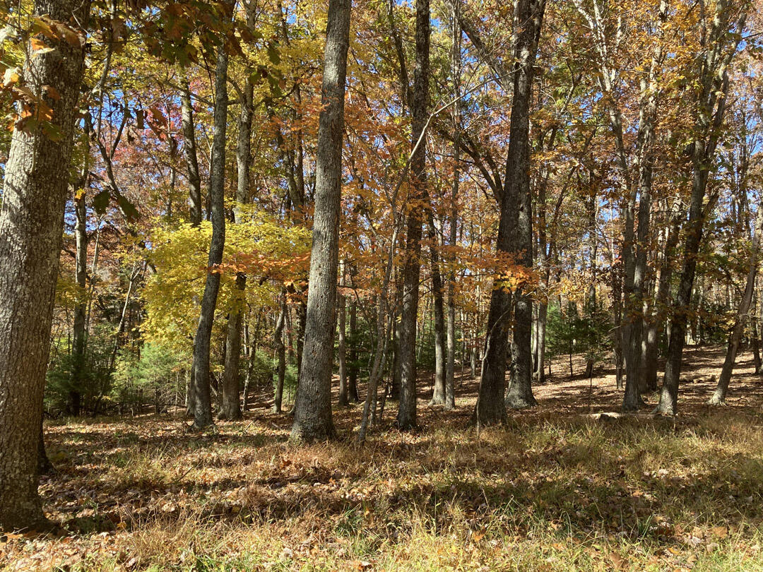 0 Laurel Creek Road Northeast Pilot, VA 24138 - Photo 53 of 53 a view of outdoor space with trees