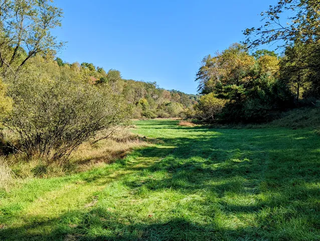 a view of a field with a tree