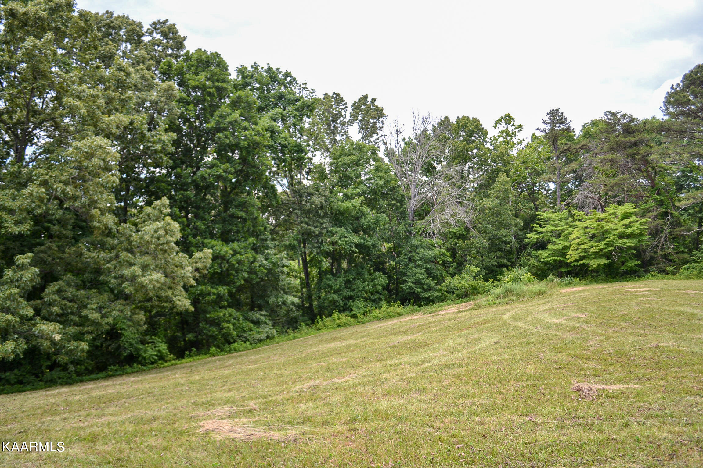 Tbd Cupp Ridge Road New Tazewell, TN 37825 - Photo 14 of 49 DSC_0778