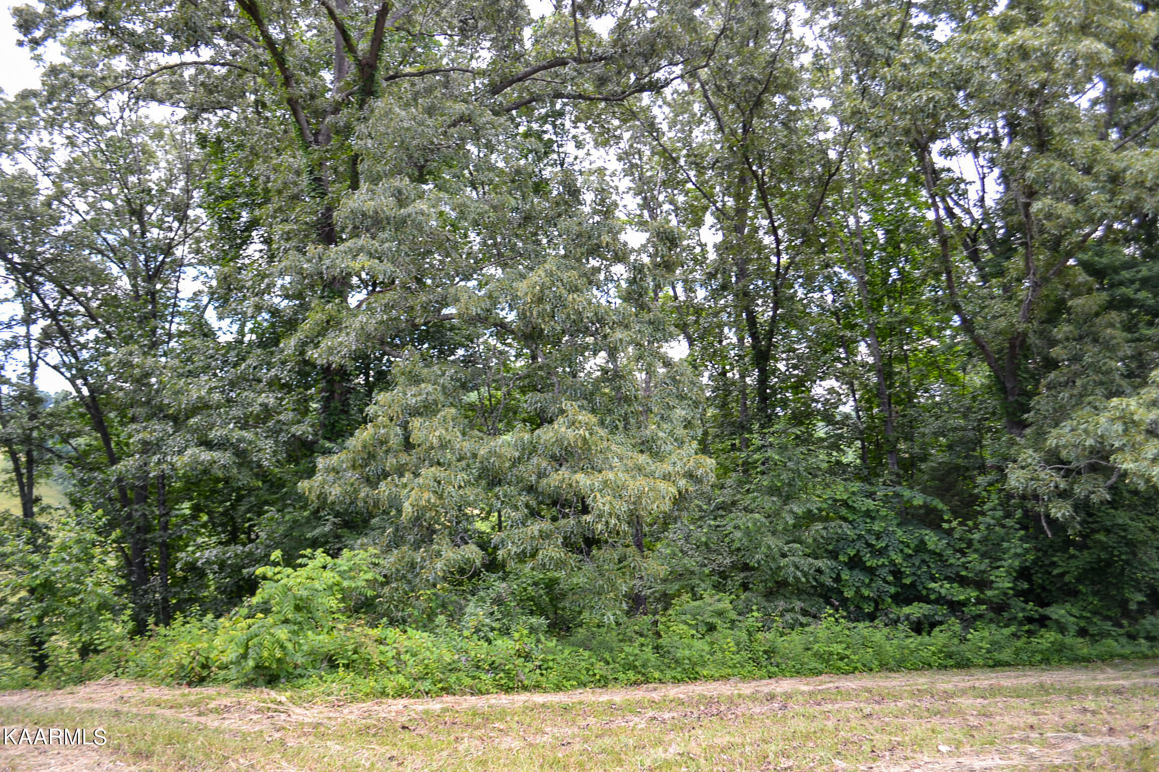 Tbd Cupp Ridge Road New Tazewell, TN 37825 - Photo 16 of 49 DSC_0780