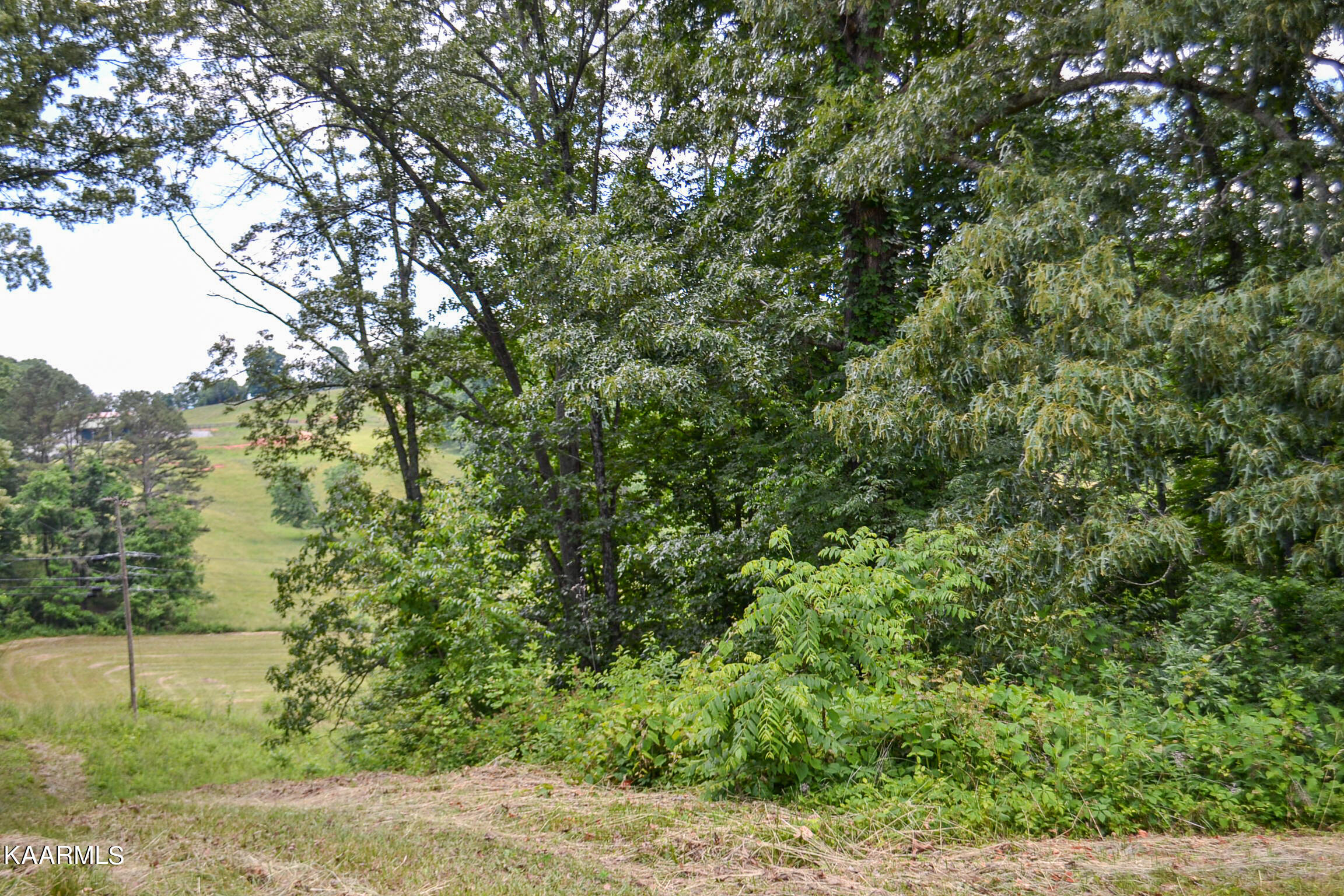 Tbd Cupp Ridge Road New Tazewell, TN 37825 - Photo 17 of 49 DSC_0781