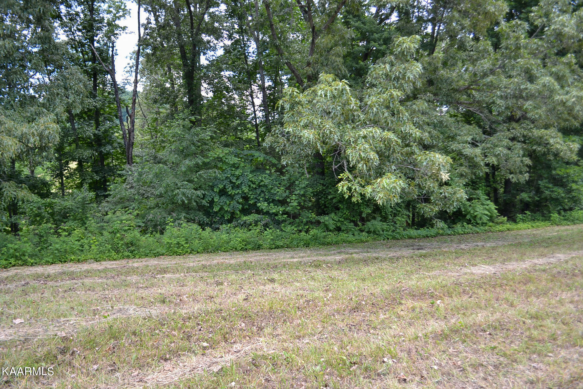 Tbd Cupp Ridge Road New Tazewell, TN 37825 - Photo 2 of 49 DSC_0766