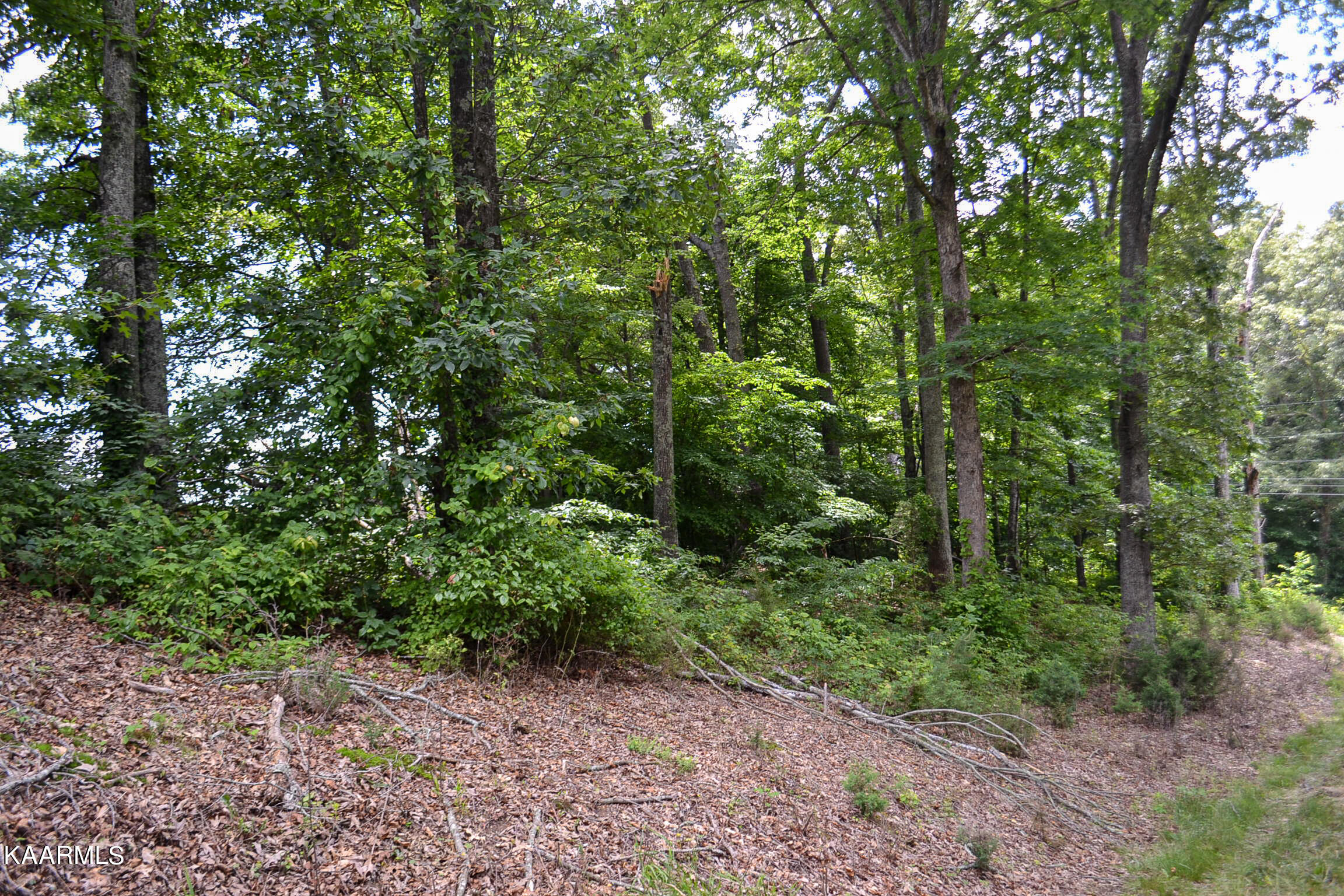 Tbd Cupp Ridge Road New Tazewell, TN 37825 - Photo 21 of 49 DSC_0790