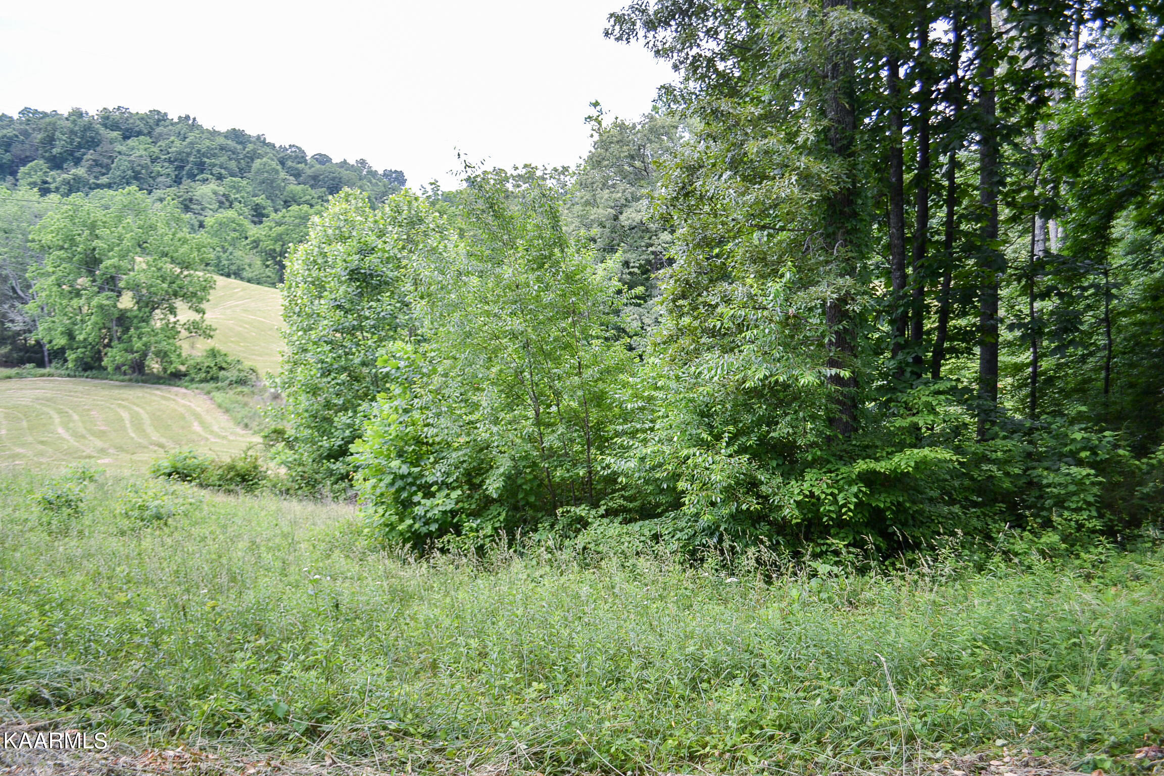 Tbd Cupp Ridge Road New Tazewell, TN 37825 - Photo 25 of 49 DSC_0794