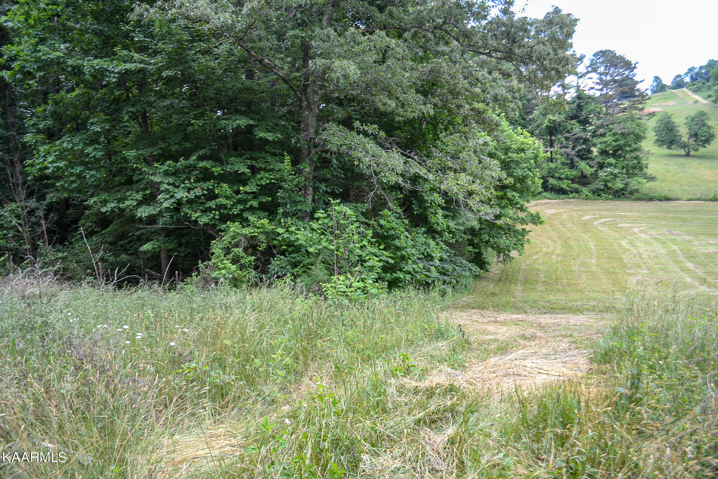 Tbd Cupp Ridge Road New Tazewell, TN 37825 - Photo 28 of 49 DSC_0797