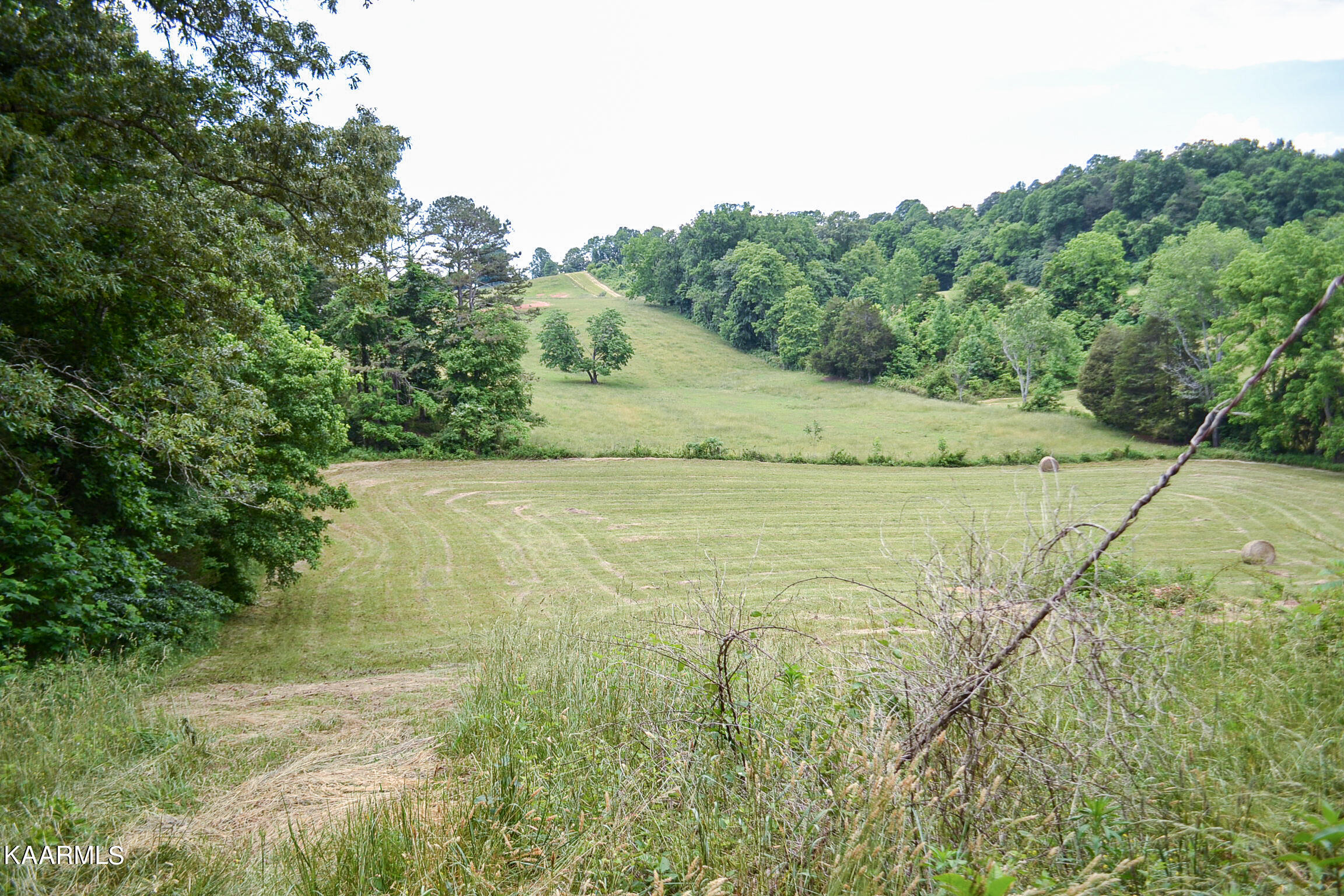 Tbd Cupp Ridge Road New Tazewell, TN 37825 - Photo 29 of 49 DSC_0798