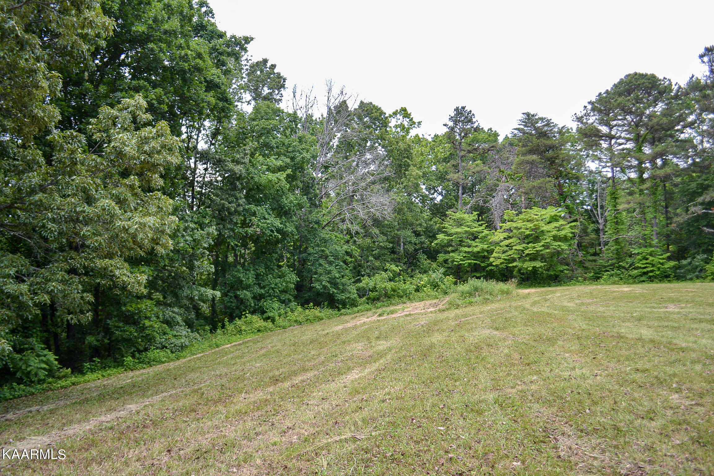 Tbd Cupp Ridge Road New Tazewell, TN 37825 - Photo 3 of 49 DSC_0767