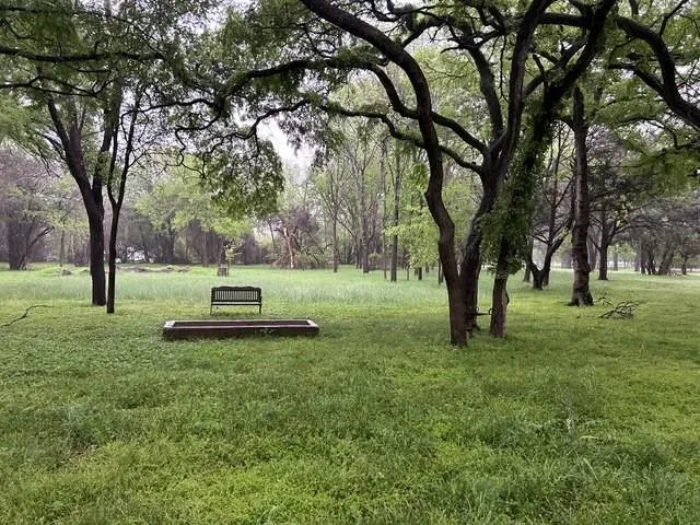 a view of a park with trees