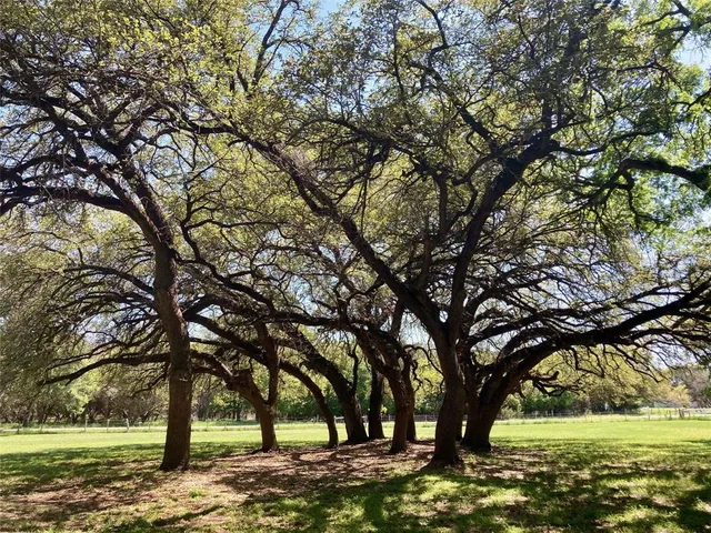 a view of a trees with a yard