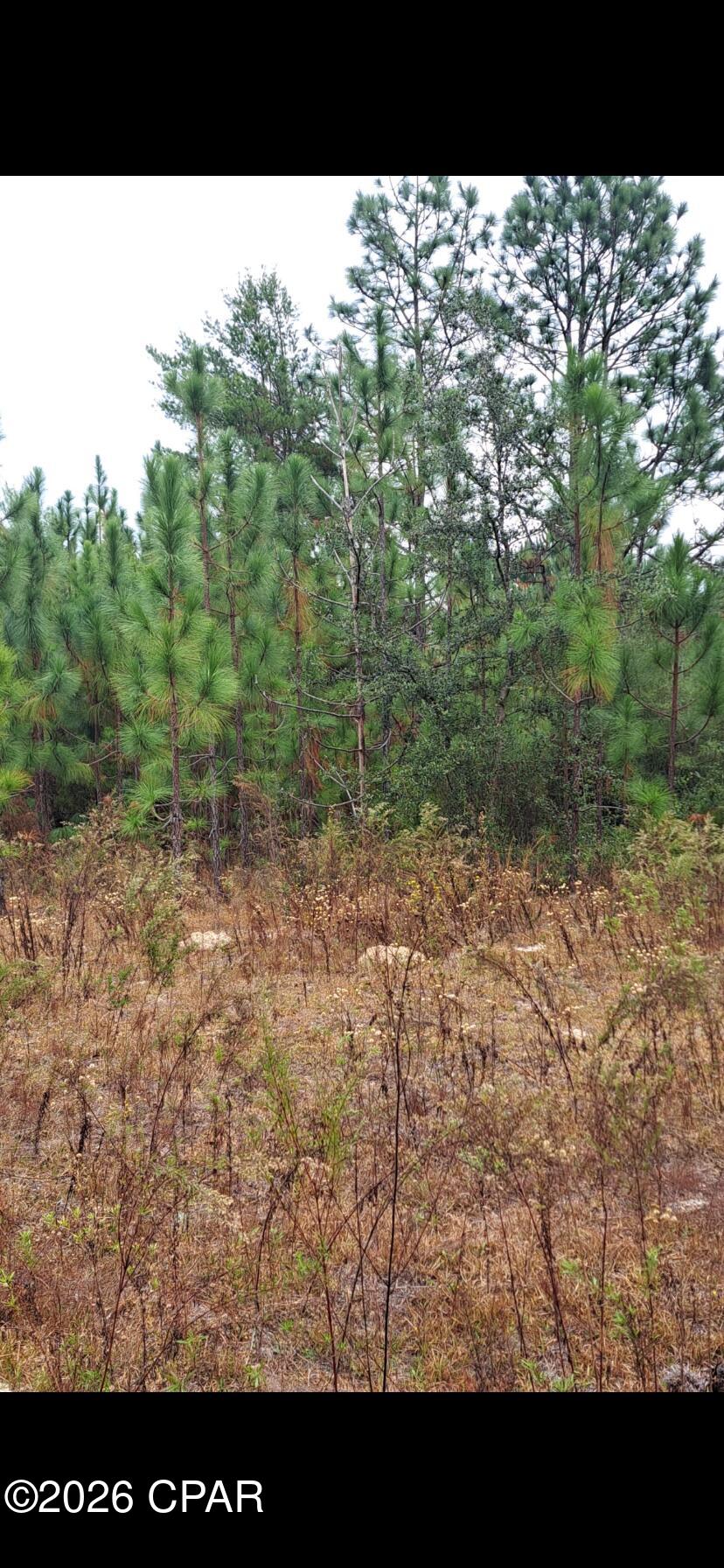 0 South River Road Satsuma, FL 32189 - Photo 4 of 6