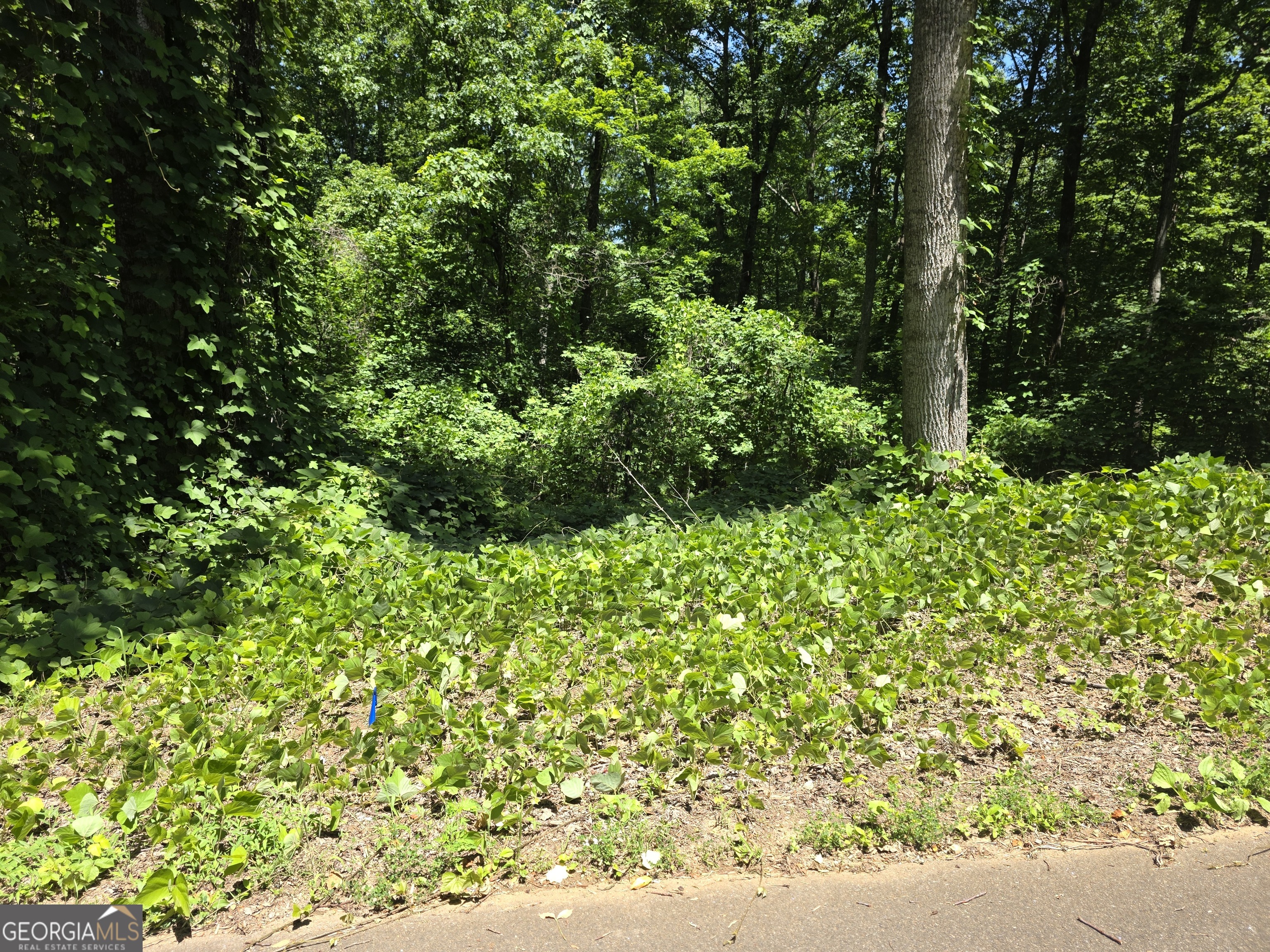 0 Cowart Mountain Tract 1 Road Jasper, GA 30143 - Photo 2 of 13