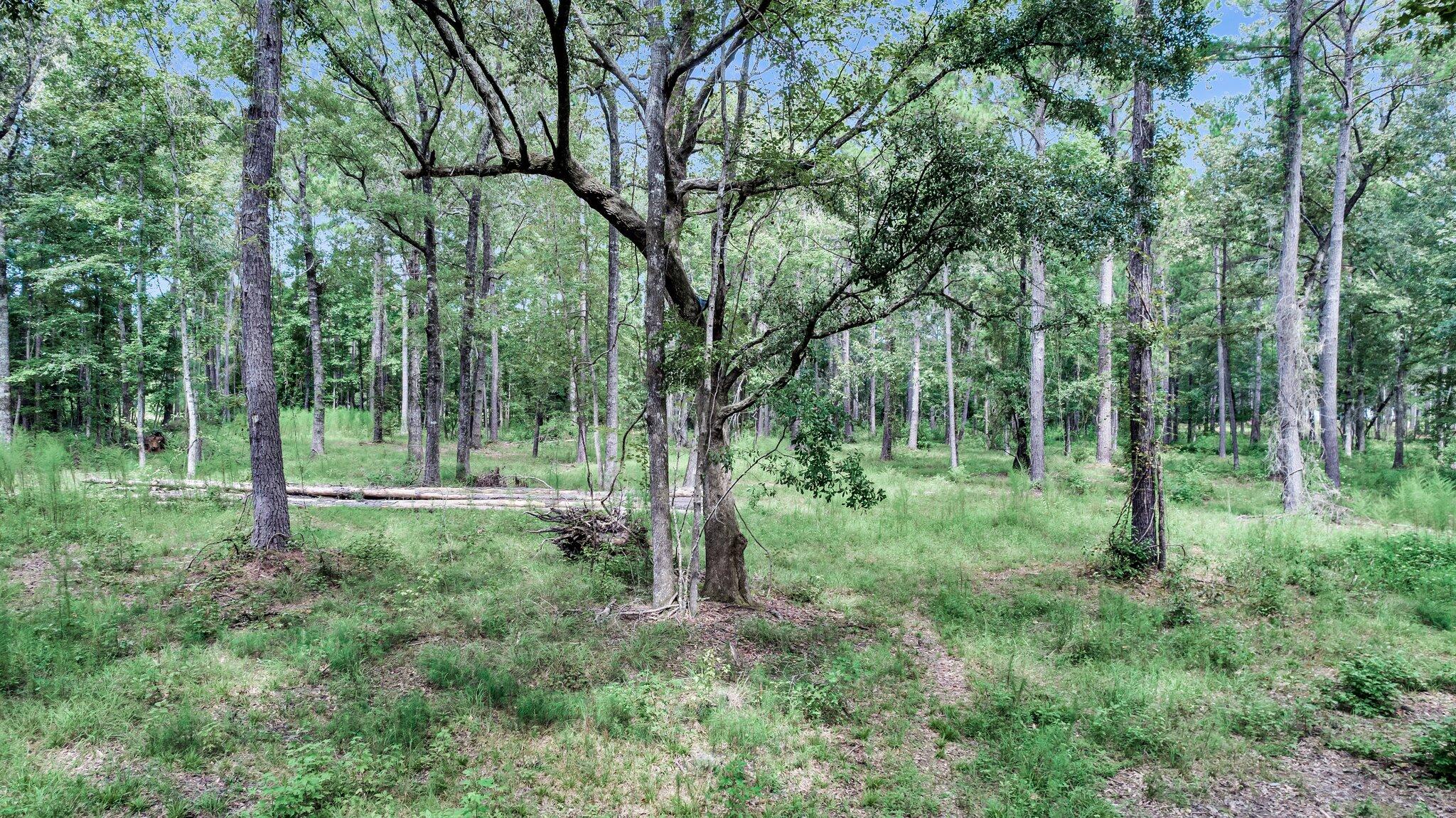 6215 Beaver Dam Road Adams Run, SC 29426 - Photo 2 of 18 CREM - 6215 Beaver Dm Rd-2