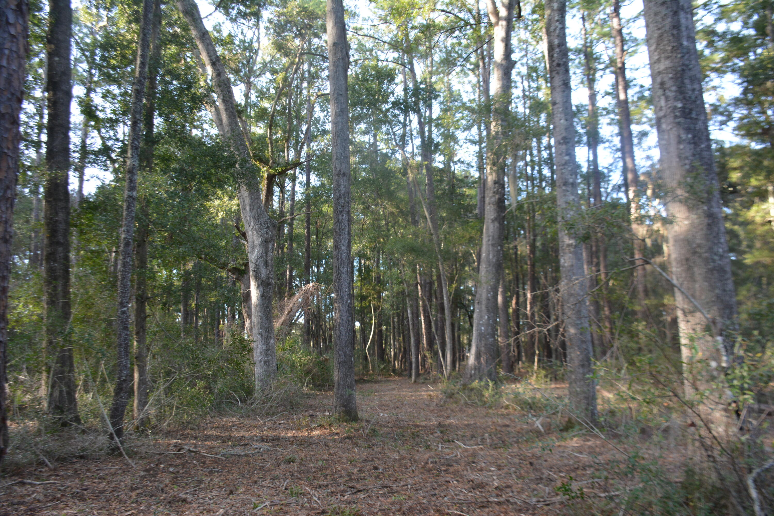 8532 Peters Point Road Edisto Island, SC 29438 - Photo 3 of 35 _DSC7580