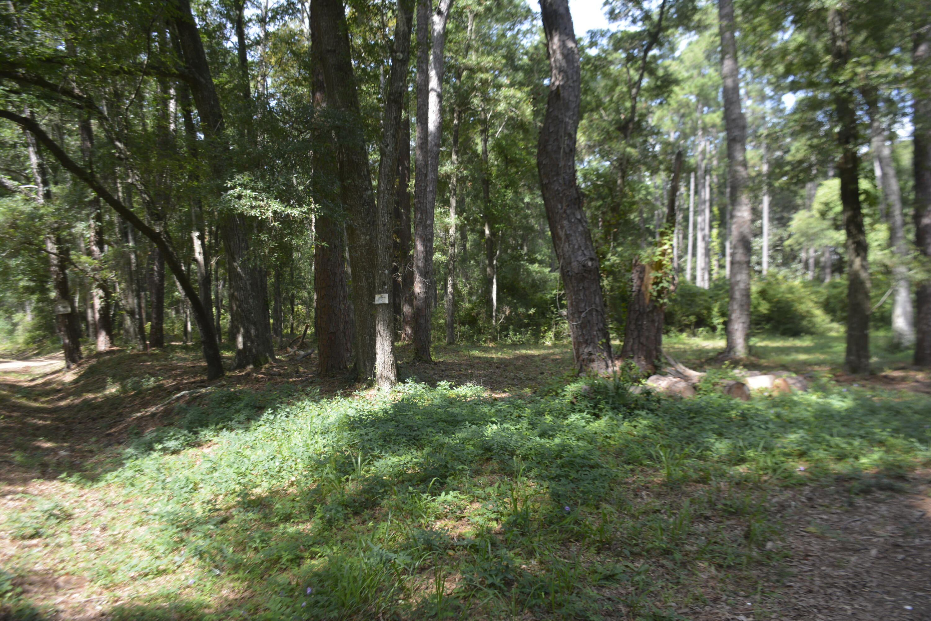 8532 Peters Point Road Edisto Island, SC 29438 - Photo 34 of 35 DSC_5951_3012