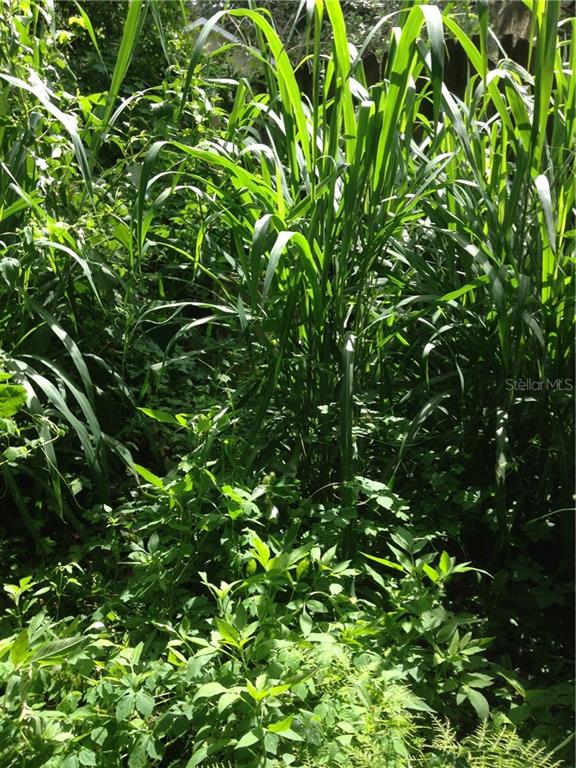 Laura Lee Spring Hill Spring Hill, FL 34610 - Photo 1 of 1 a view of a plant