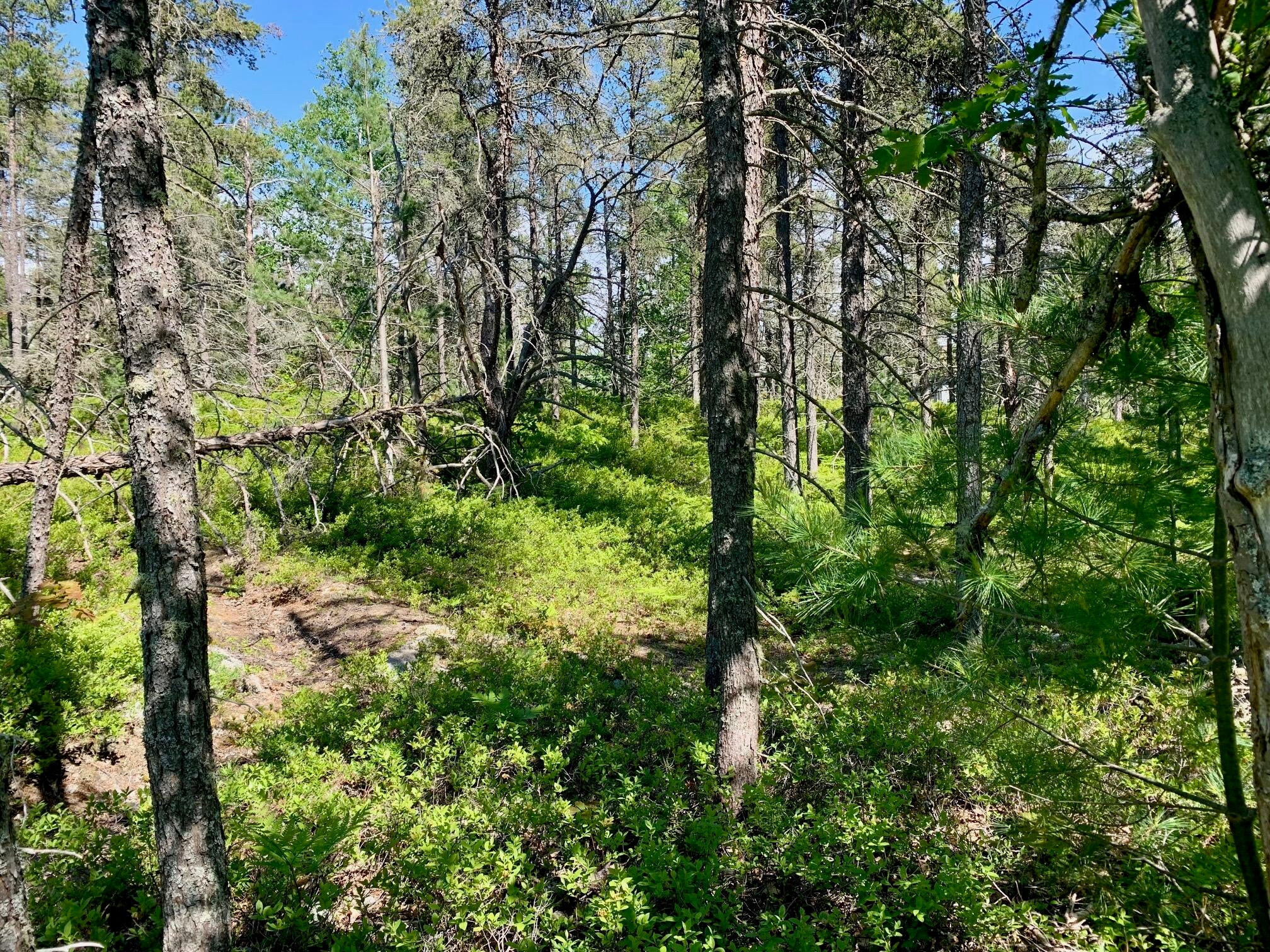 13713 North Whitefish Point Road Paradise, MI 49768 - Photo 8 of 11 Gallery Image 8