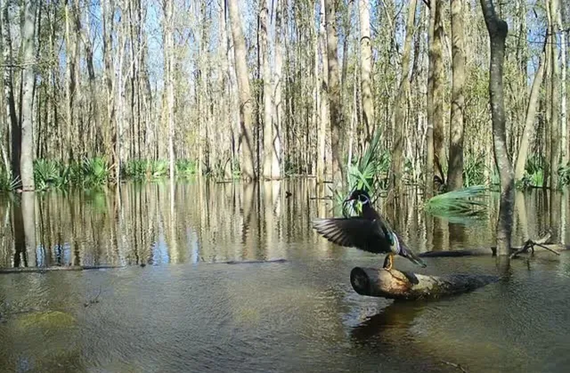 $220,000 | 0 Highway 78 Ridgeville Sc 29472, Summerville, SC 29483