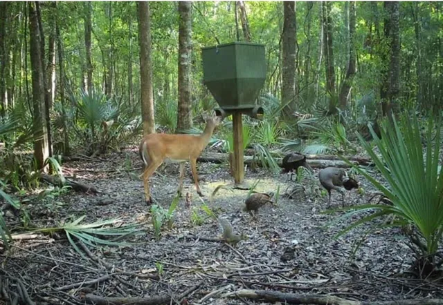 $220,000 | 0 Highway 78 Ridgeville Sc 29472, Summerville, SC 29483