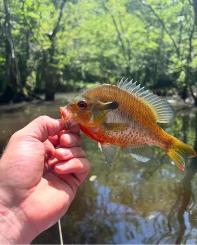 $220,000 | 0 Highway 78 Ridgeville Sc 29472, Summerville, SC 29483