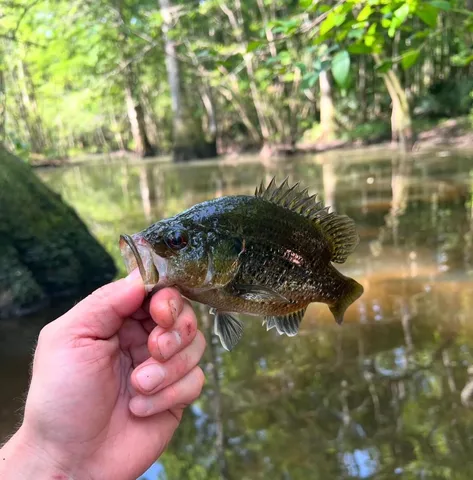 $220,000 | 0 Highway 78 Ridgeville Sc 29472, Summerville, SC 29483