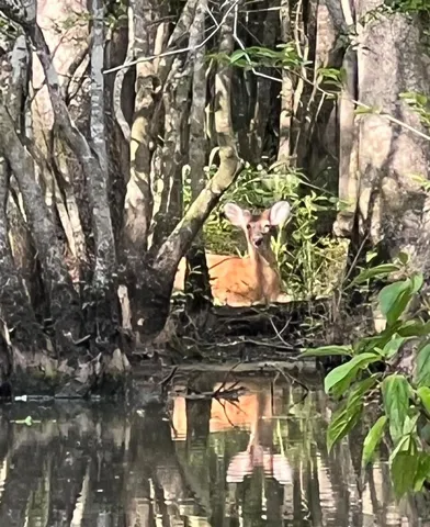 $220,000 | 0 Highway 78 Ridgeville Sc 29472, Summerville, SC 29483