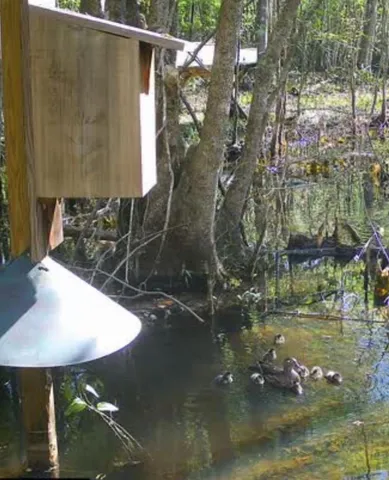 $220,000 | 0 Highway 78 Ridgeville Sc 29472, Summerville, SC 29483