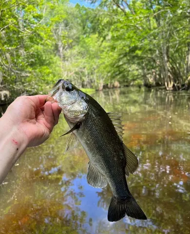 $220,000 | 0 Highway 78 Ridgeville Sc 29472, Summerville, SC 29483