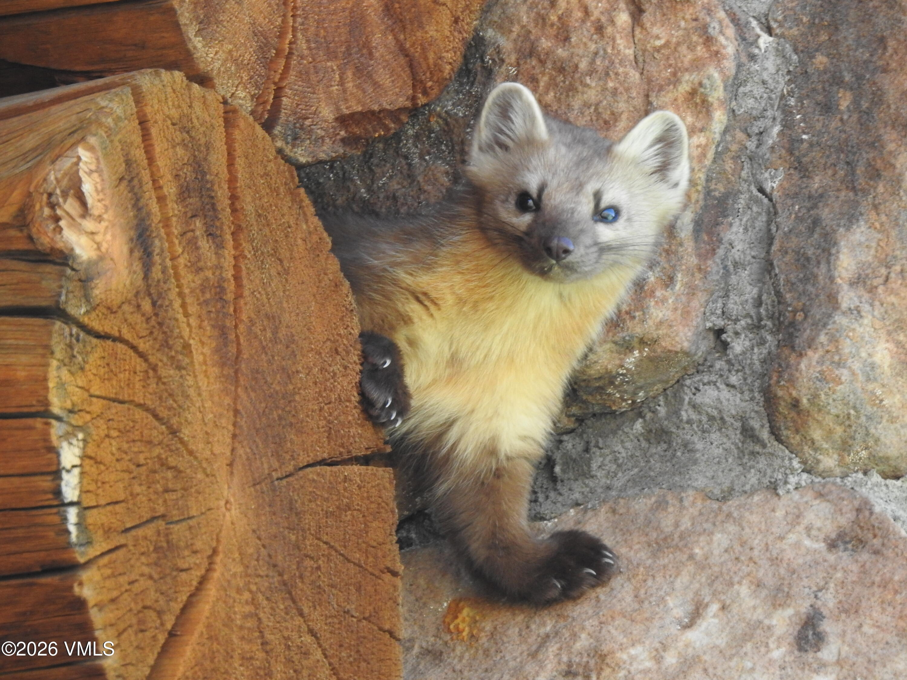 6010 Salt Creek Road Eagle, CO 81631 - Photo 67 of 69 Pine Marten