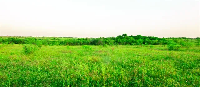 a view of a big yard with large trees