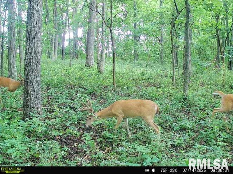 4 4h Road Bridgeport, IL 62417 - Photo 57 of 85