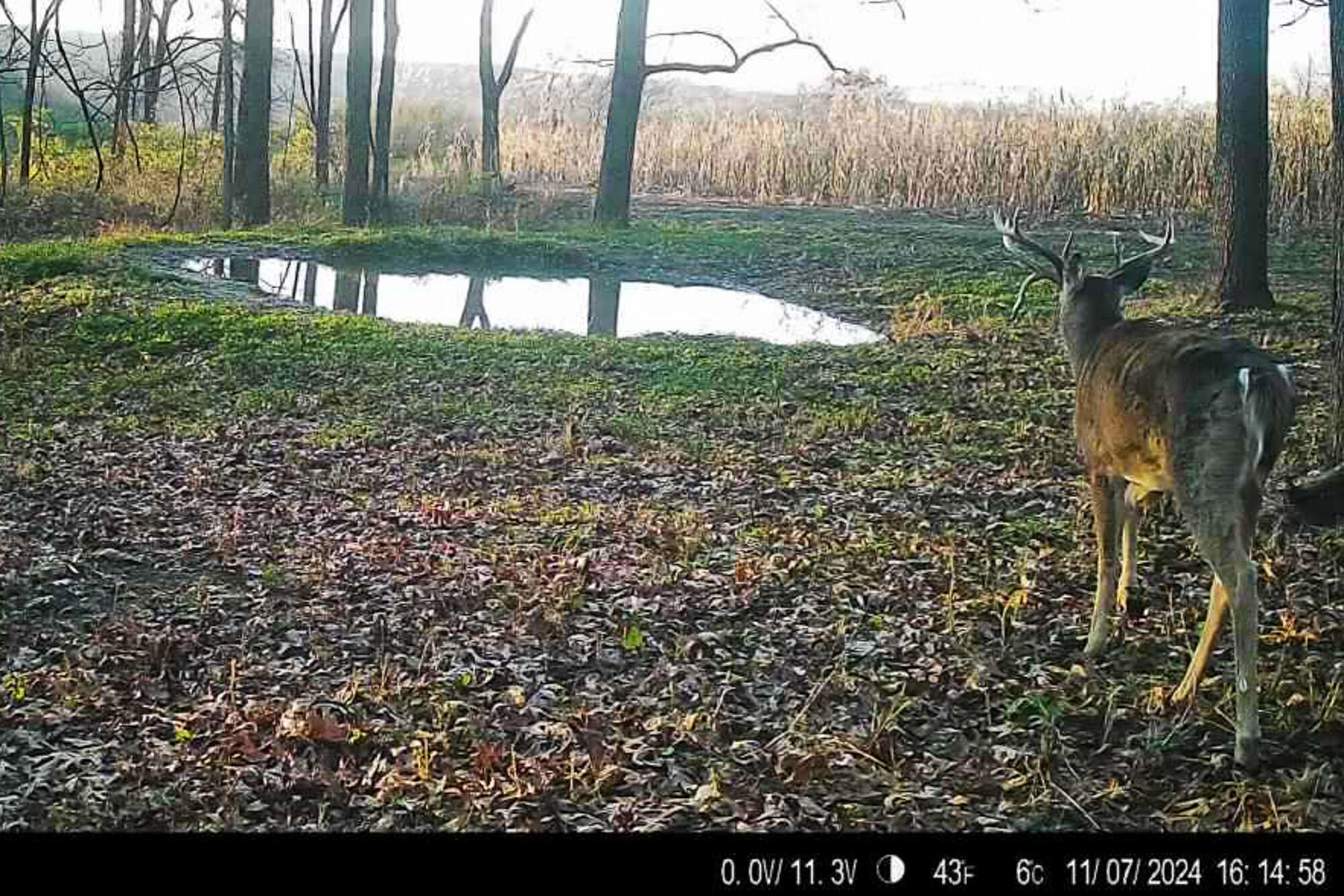 6427 Sand Hill Road Pulaski, WI 53506 - Photo 57 of 103 Iowa-County-WI-191-Acres-Land-For-Sale-5