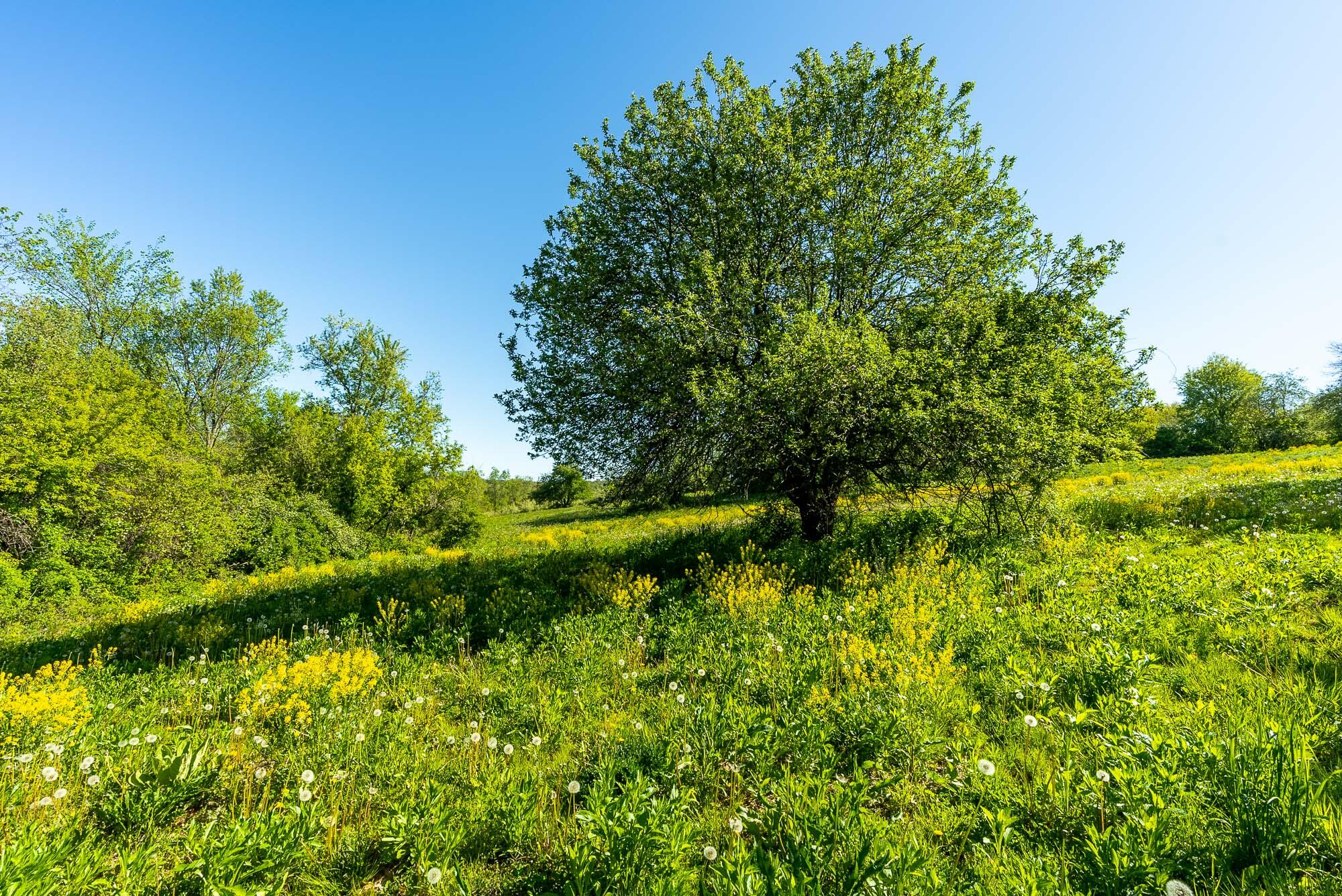 6427 Sand Hill Road Pulaski, WI 53506 - Photo 69 of 103 Iowa-County-WI-191-Acres-Land-For-Sale-7