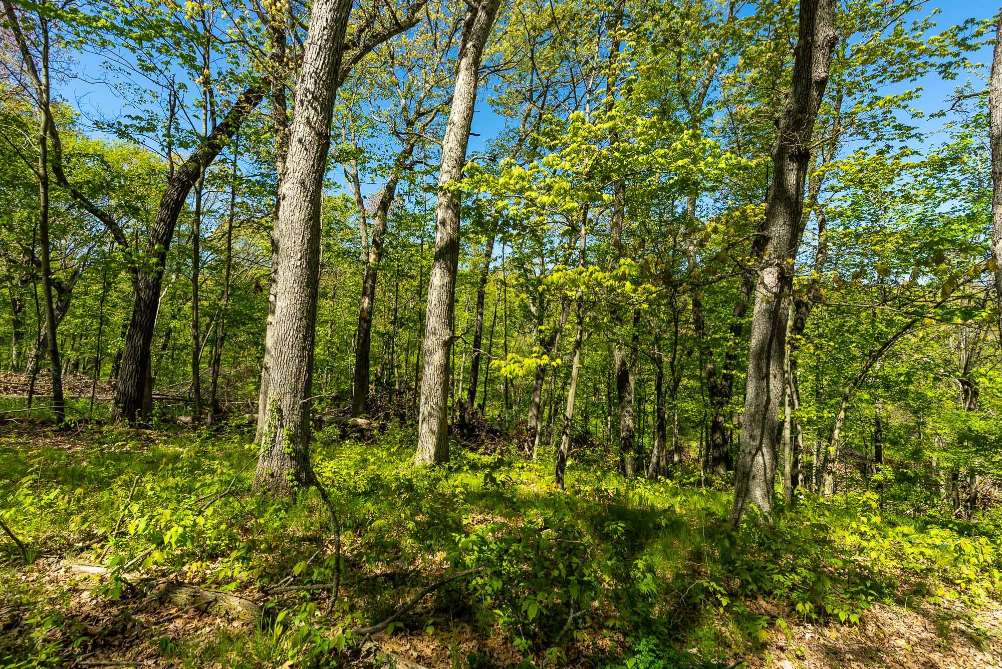 6427 Sand Hill Road Pulaski, WI 53506 - Photo 94 of 103 Iowa-County-WI-191-Acres-Land-For-Sale-9