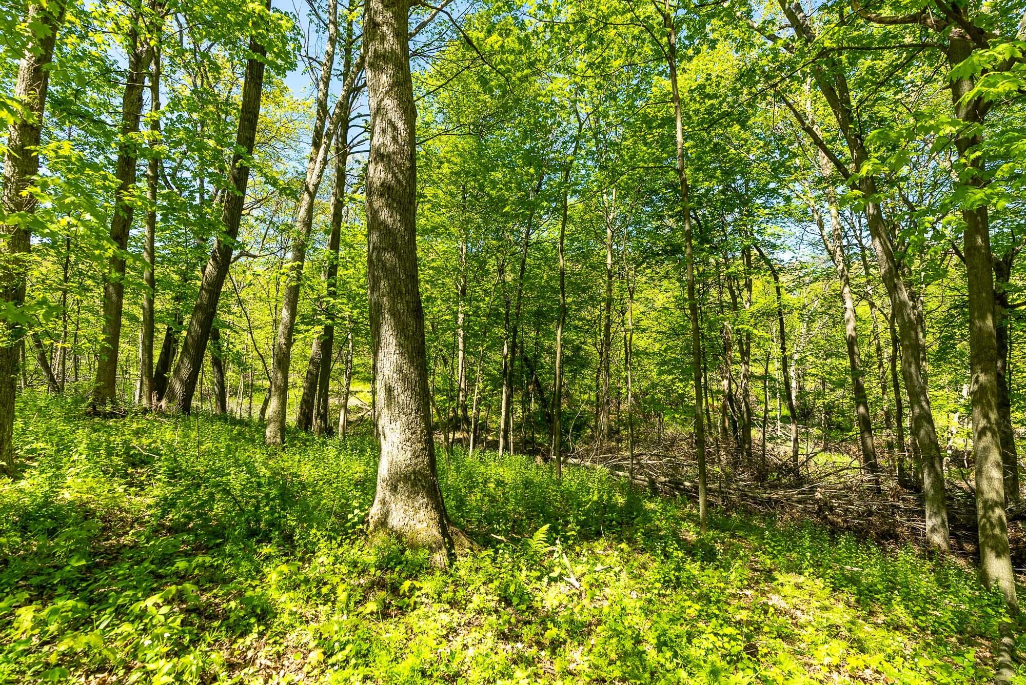 6427 Sand Hill Road Pulaski, WI 53506 - Photo 99 of 103 Iowa-County-WI-191-Acres-Land-For-Sale-1