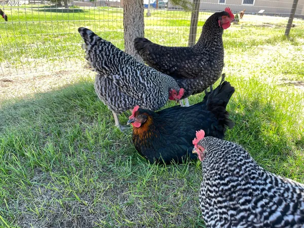 a view of a backyard with sitting area