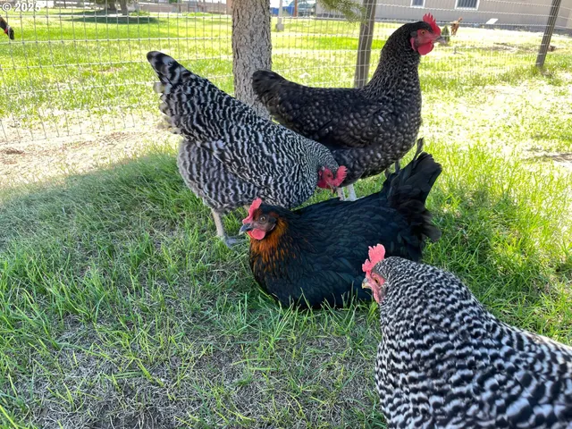 a view of a backyard with sitting area