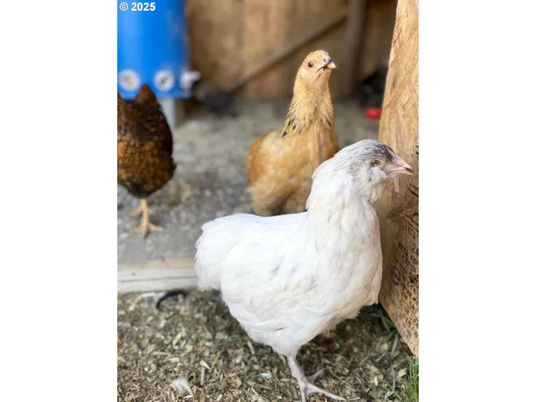 a view of a swimming pool with a yard and plants