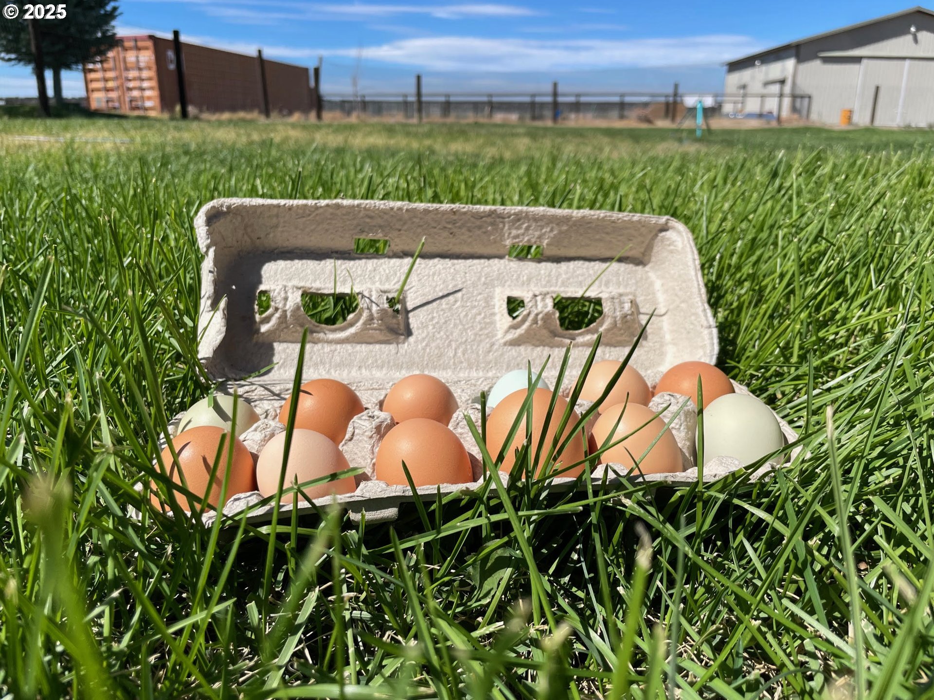 87479 North Star Lane Christmas Valley, OR 97641 - Photo 30 of 30 a view of a swimming pool with a yard and plants