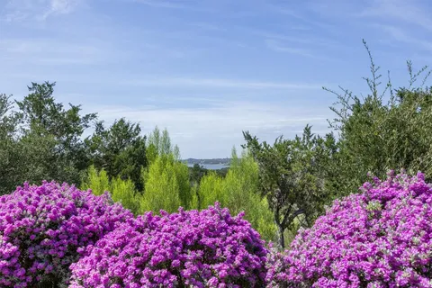 a view of a garden with plants and large trees