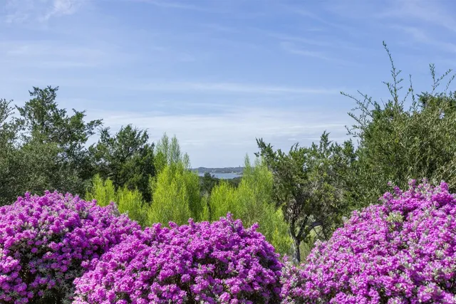a view of a garden with plants and large trees