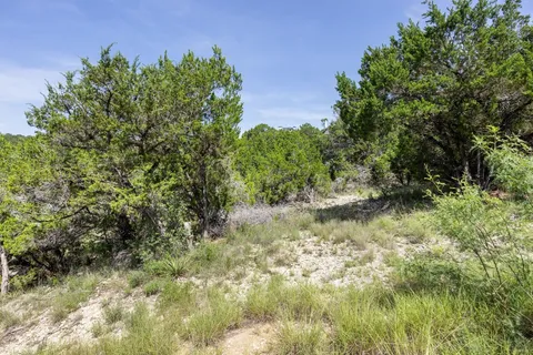 a view of a forest filled with trees