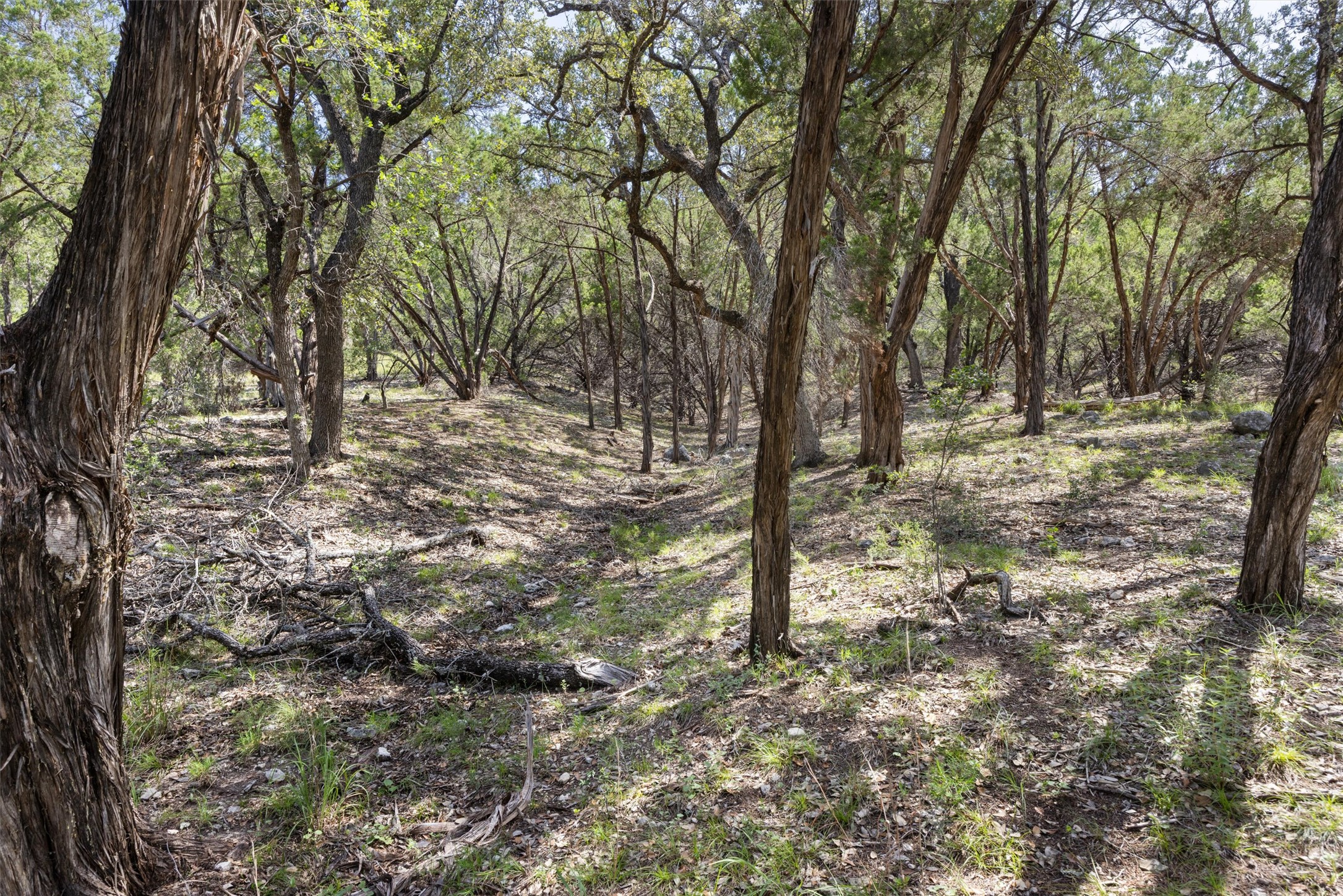 9408 Ranchland Hills Boulevard Jonestown, TX 78645 - Photo 22 of 23 a view of a forest filled with trees