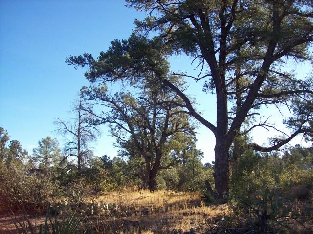 718 South Ridgeway Lane, Unit 25 Payson, AZ 85541 - Photo 4 of 5 Photo 4