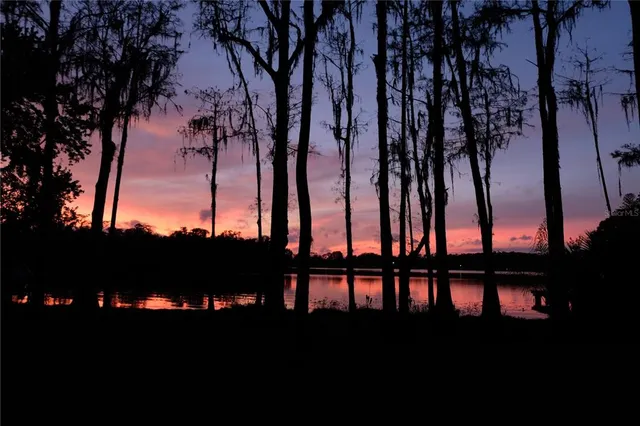 a view of three trees