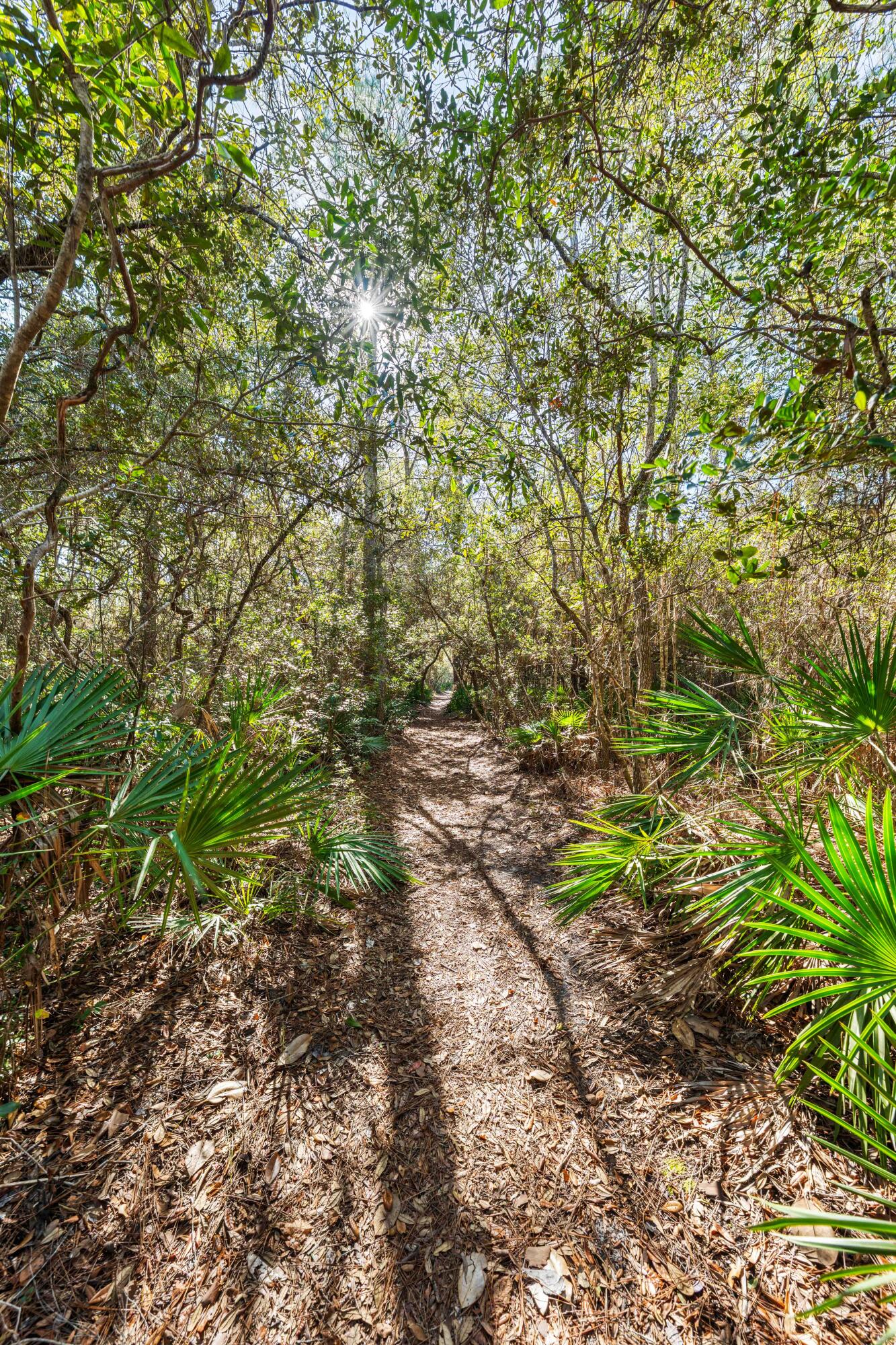 611 Amelia Lane Santa Rosa Beach, FL 32459 - Photo 55 of 59 a view of a yard with plants and large trees