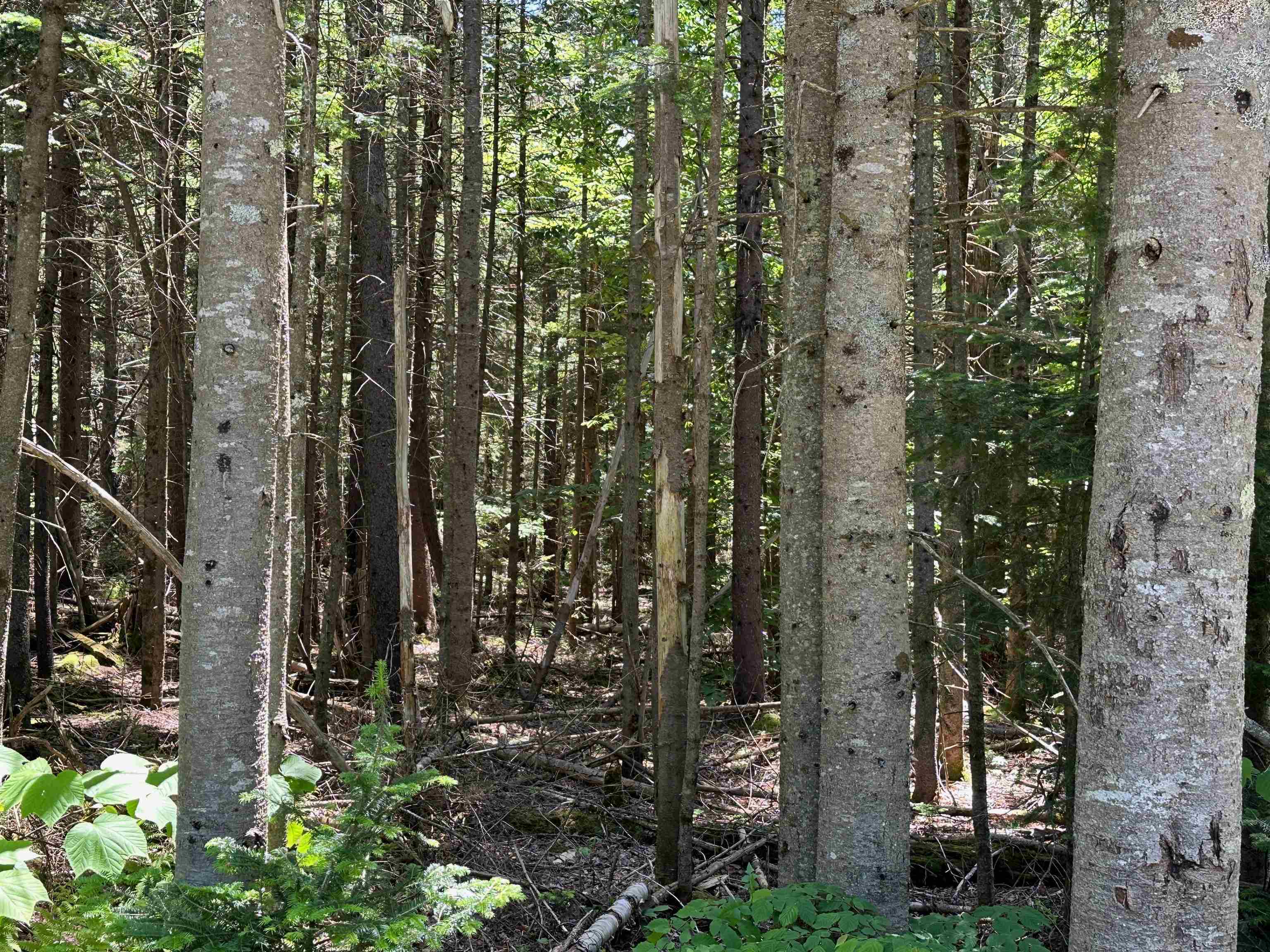 57 Antler Loop West Dover, VT 05356 - Photo 5 of 12